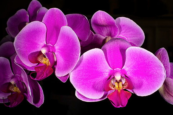 Pink Orchid