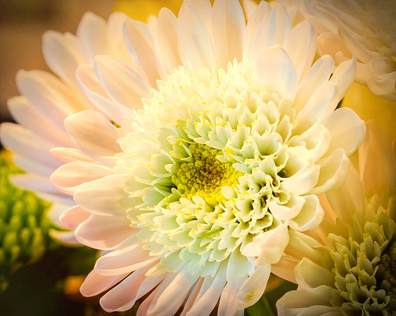 White Flower