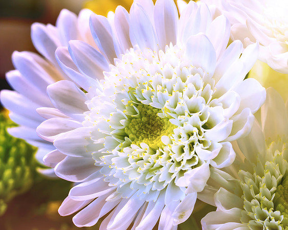 White Flower Alt