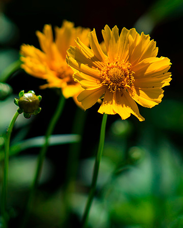 Summer Flowers 2