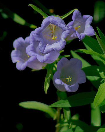 Summer Flowers 1