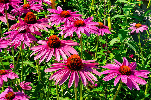 Purple Coneflowers