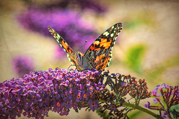 Free To Fly