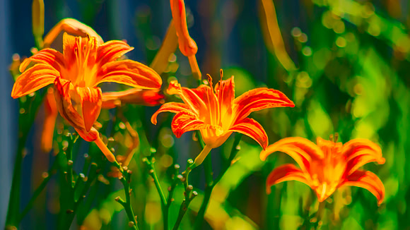 Daylily Trio