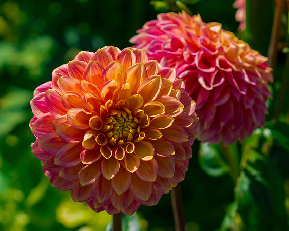 Dahlia Garden 1