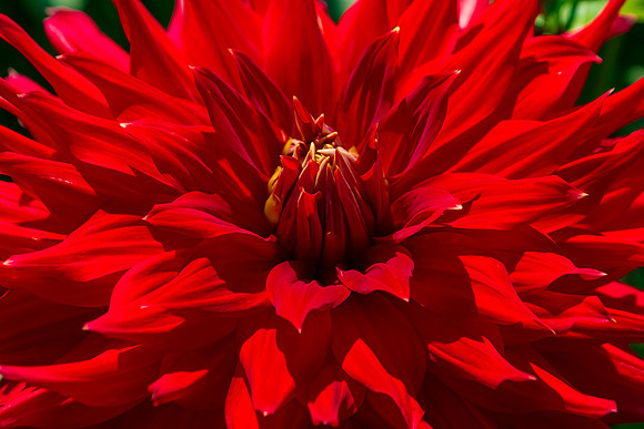 Dahlia Garden 2