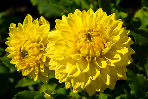 Dahlia Garden 3