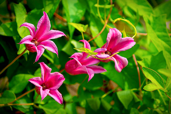 Pink Flowers