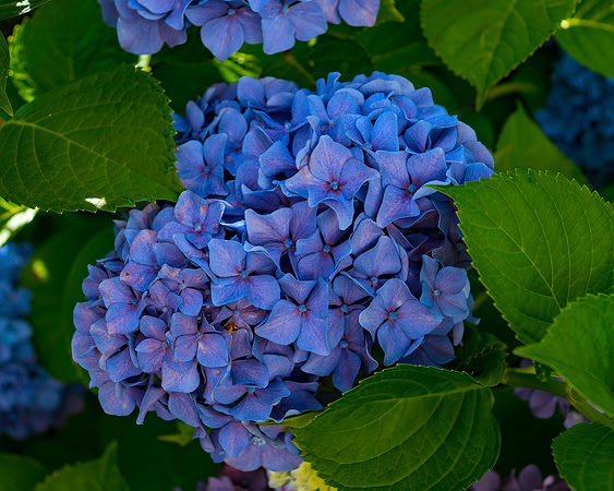 Shades Of Blue