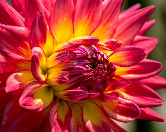 Living Color