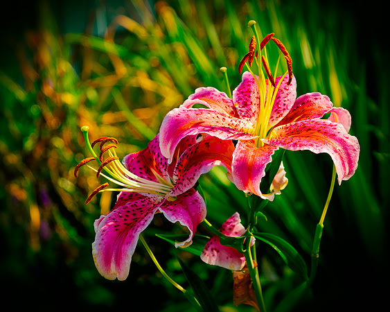 Pictures Of Lily