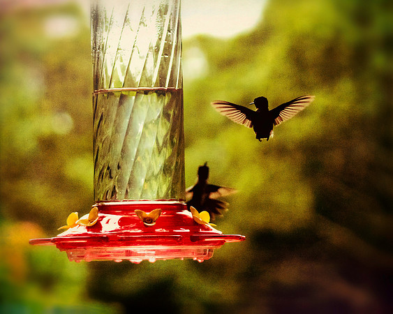 Tiny Pterodactyl