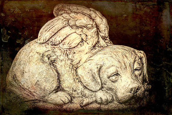 All Dogs Are Angels