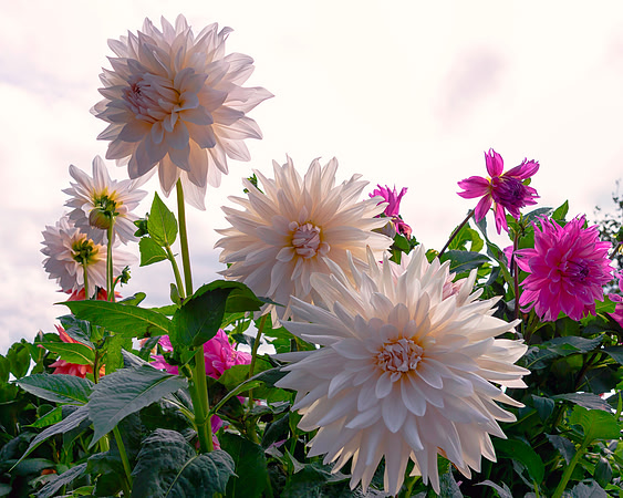 Among The Flowers