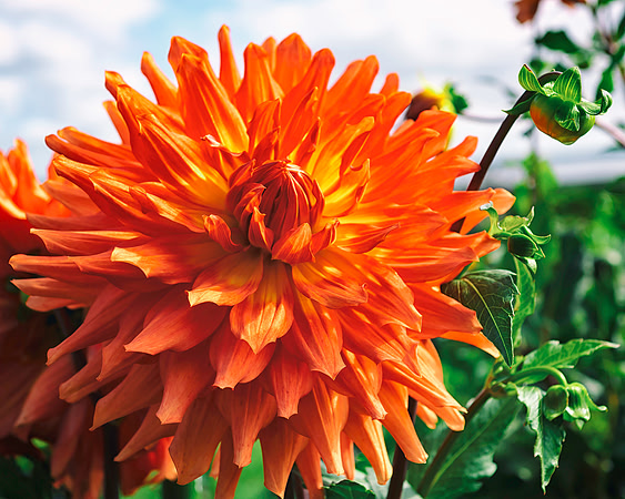 In The Dahlia Gardens Of Ender's Island 1