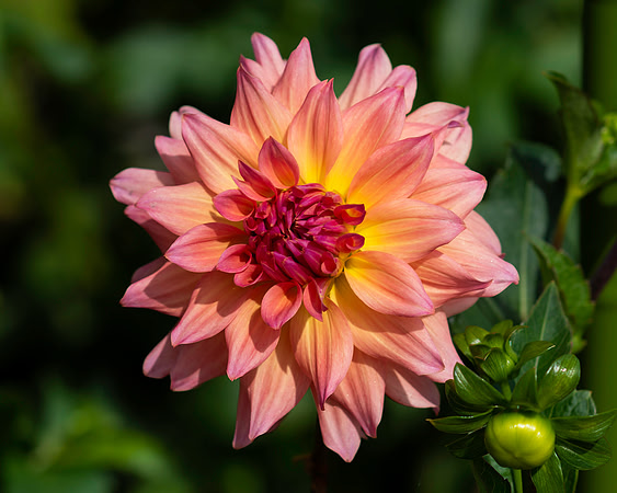 Late Bloomer