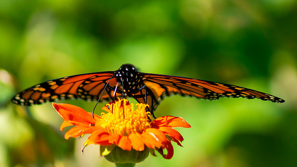 Monarch 2