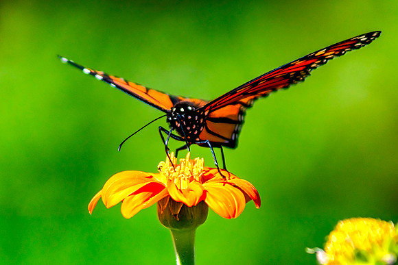 Monarch