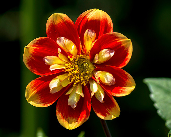 Simple Beauty