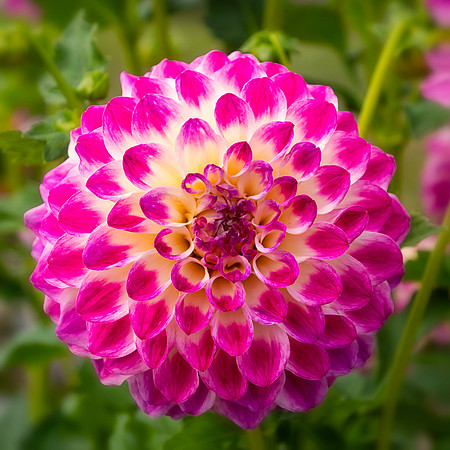 Enders Island Dahlia 2019 3