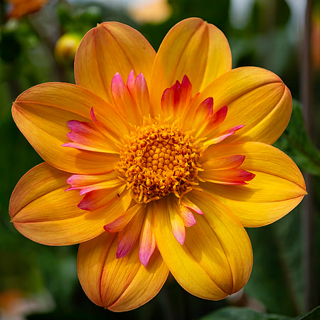 Enders Island Dahlia 2019 5