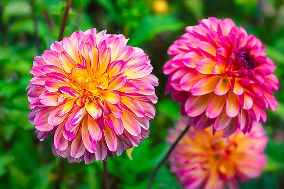 Enders Island Dahlias 2019 2