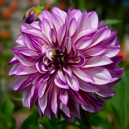 Enders Island Dahlia 2019 4