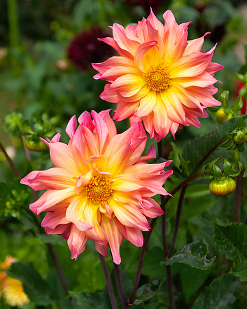 Enders Island Dahlias 2019