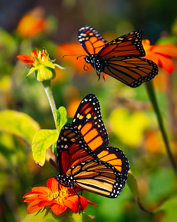 Garden Grace