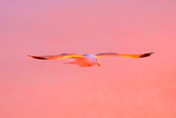 Evening Glider
