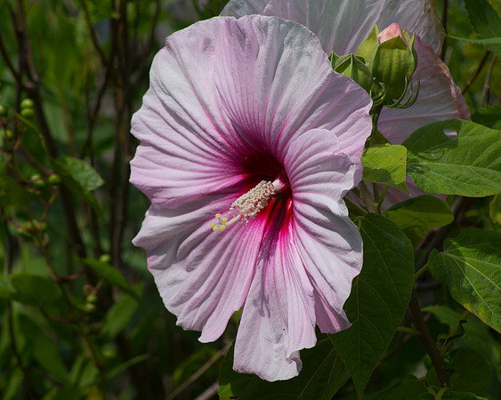 Dinner Plate Hibiscus