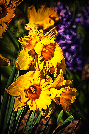 Doctored Daffodils
