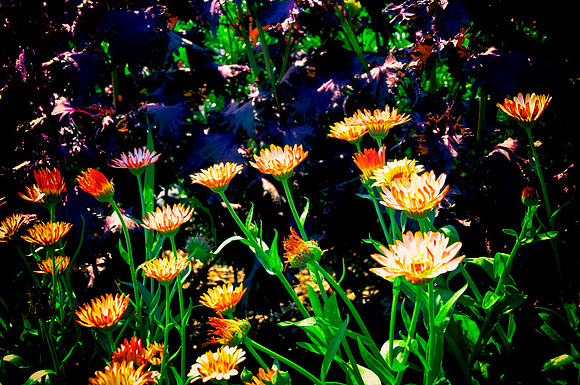 Firey Flowers