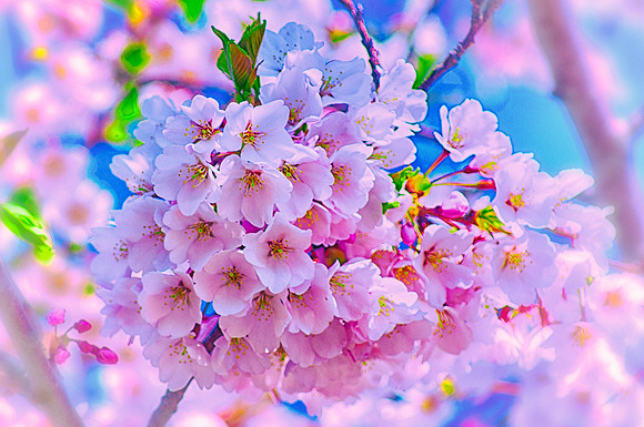 Tree In Bloom