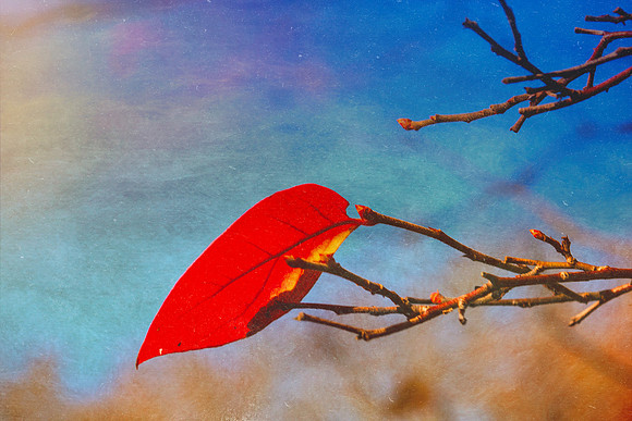 One Red Leaf