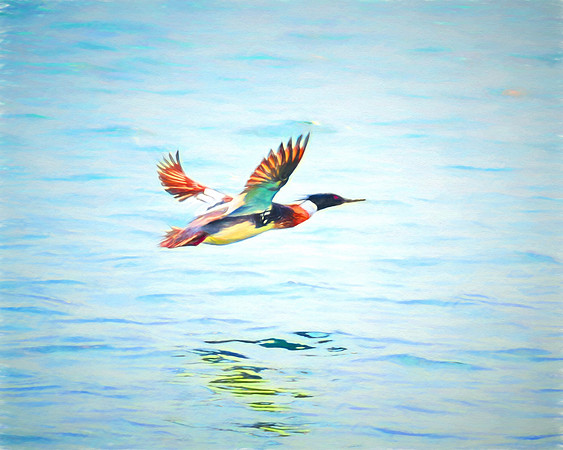 Merganser In Flight