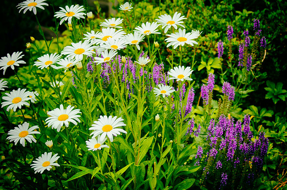 Garden Scene