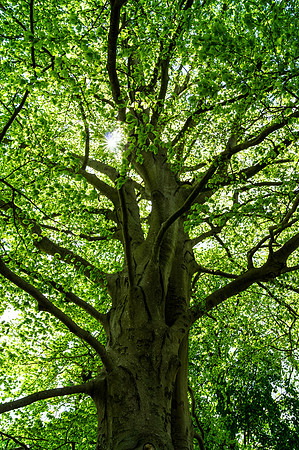 Witness Tree