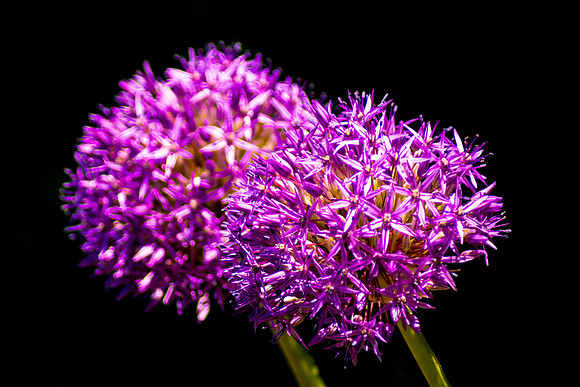 Blooming Onion