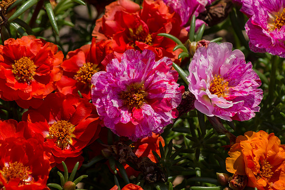 Moss Rose