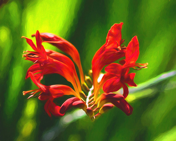 Red Flowers