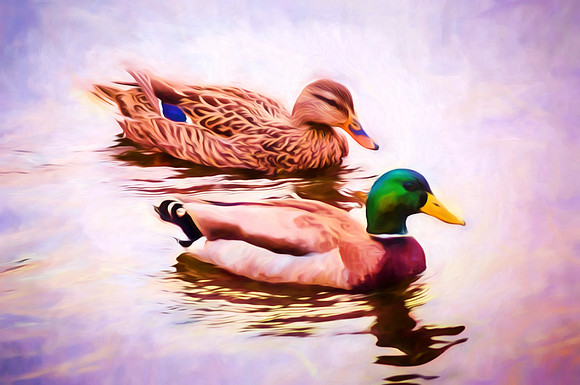 Mallards