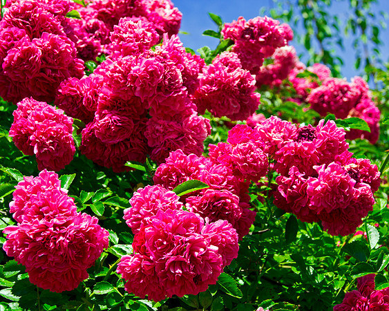 Cascading Roses