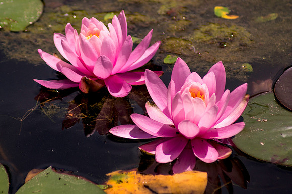 Lotus 2