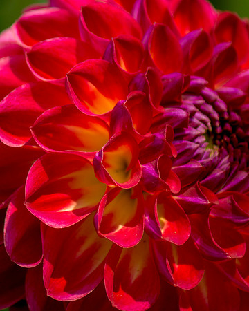 Vivid Dahlia