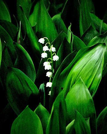 Lily Of The Valley
