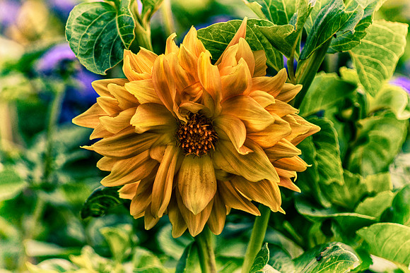 Full Bloom