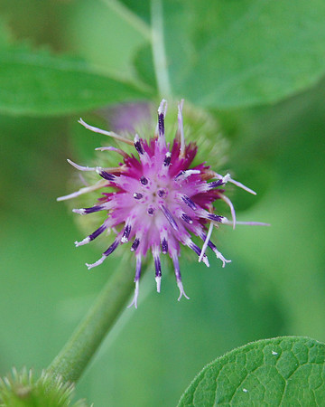 Blooming Weed