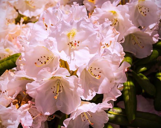 Rhododendron In Bloom