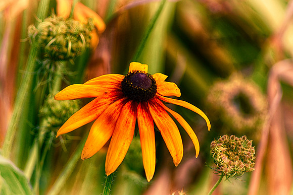 Eye To The Sun